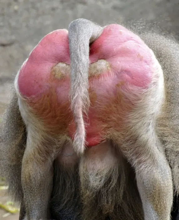 Framed Print : Sacred Baboon - rear view - East Africa Framed Print : Sacred Baboon - rear view - East Africa