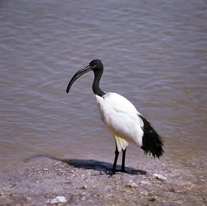 Framed Print : Sacred Ibis Framed Print : Sacred Ibis