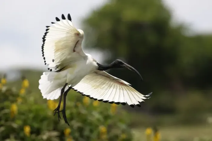 Framed Print : Sacred Ibis. Arsi Region - Ethiopia Framed Print : Sacred Ibis. Arsi Region - Ethiopia