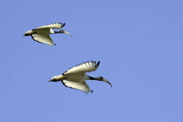Framed Print : Sacred Ibis - in flight Framed Print : Sacred Ibis - in flight