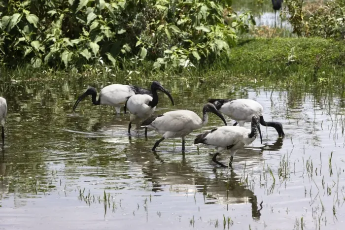 Framed Print : Sacred Ibis. Ziway - Arsi Region - Ethiopia Framed Print : Sacred Ibis. Ziway - Arsi Region - Ethiopia