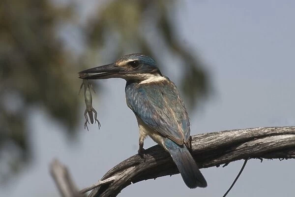 Sacred Kingfisher At Lajamanu an aboriginal community on the northern edge of the Tanami Desert. Northern Territory, Australia. Inhabits coastal areas, mudflats and mangroves to semi-arid scrublands and dry grassy woodlands of the interior