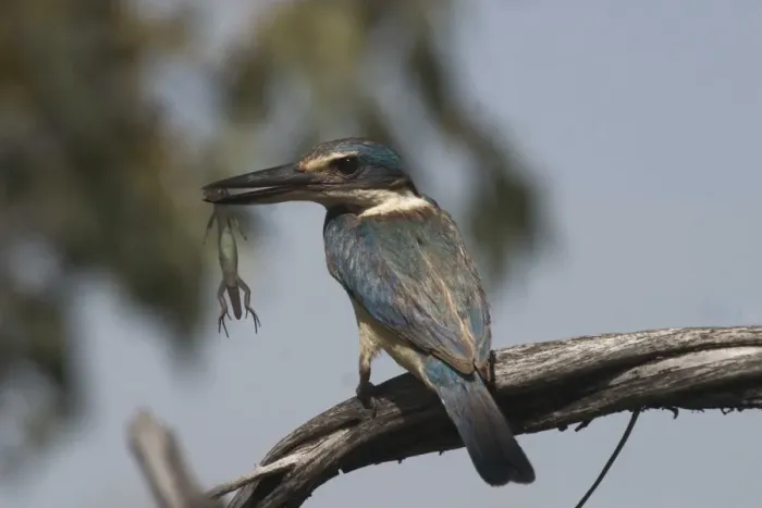 Framed Print : Sacred Kingfisher At Lajamanu an aboriginal community on the northern edge of the Tanami Desert. Northern Territory, Australia. Inhabits coastal areas, mudflats and mangroves to semi-arid scrublands and dry grassy woodlands of the interior