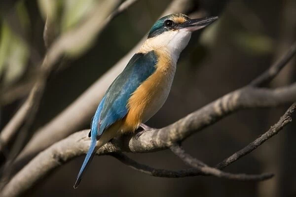 Sacred Kingfisher - In Mangroves along Porosus Creek off the Hunter River, Kimberley coast, Western Australia. This bird photographed in May was probably a migrant from southern areas of Western Australia. Many fly on to winter in Papua New Guinea