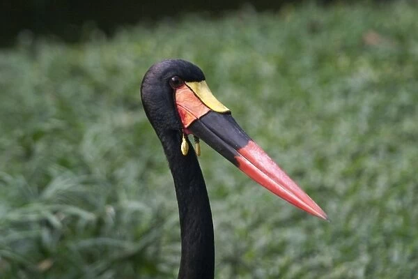 Saddle-billed Stork - Close up of head The tallest African stork found in Subsaharan Africa
