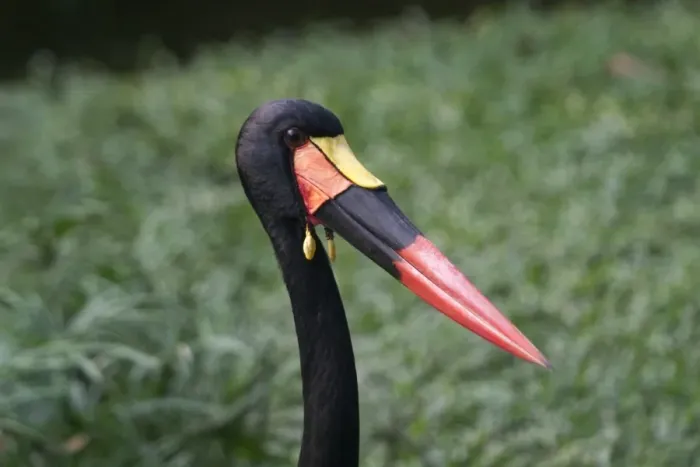 Framed Print : Saddle-billed Stork - Close up of head The tallest African stork found in Subsaharan Africa Framed Print : Saddle-billed Stork - Close up of head The tallest African stork found in Subsaharan Africa
