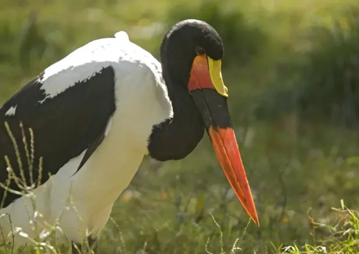 Framed Print : Saddle-billed stork, feeding Framed Print : Saddle-billed stork, feeding