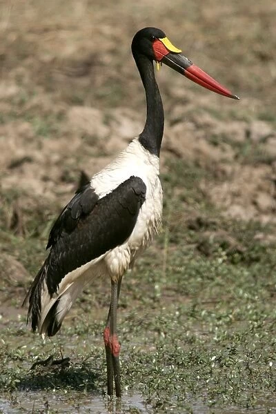 Saddle-billed Stork. South Luangwa Valley National Park - Zambia - Africa