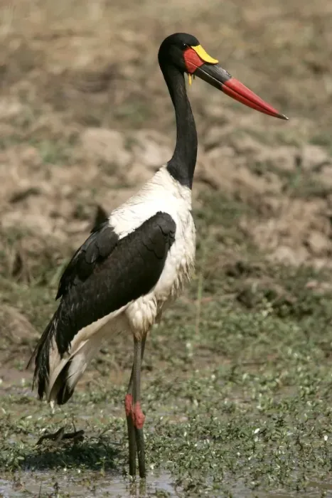 Framed Print : Saddle-billed Stork. South Luangwa Valley National Park - Zambia - Africa Framed Print : Saddle-billed Stork. South Luangwa Valley National Park - Zambia - Africa