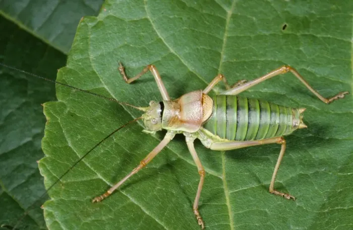 Framed Print : Saddle Back Bush-cricket Europe Framed Print : Saddle Back Bush-cricket Europe