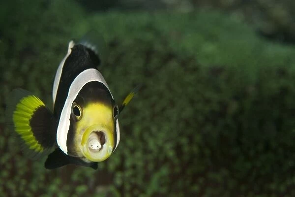 Saddleback Anemonefish - with two parasites in the mouth - Indonesia