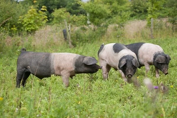 Saddleback Pig - piglets - Cornwall - UK