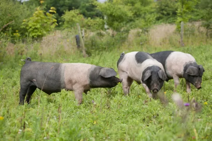Framed Print : Saddleback Pig - piglets - Cornwall - UK Framed Print : Saddleback Pig - piglets - Cornwall - UK