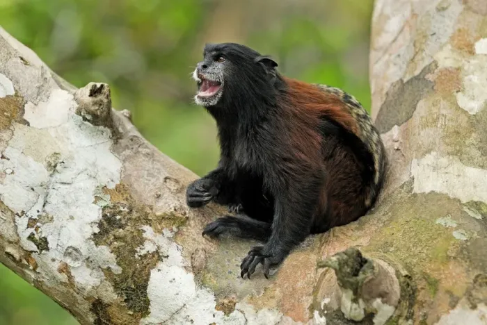 Framed Print : Saddleback Tamarin - Pacaya-Samiria Nationalpark - Iquitos - Peru Framed Print : Saddleback Tamarin - Pacaya-Samiria Nationalpark - Iquitos - Peru