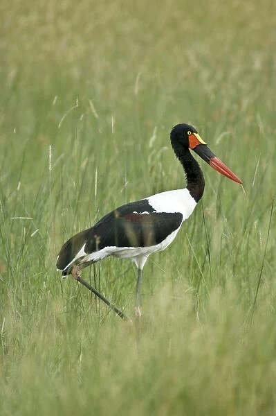 Saddlebilled Stork - With foot raised walking - Okavango Delta - Botswana