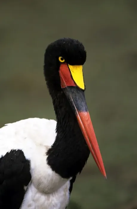 Framed Print : Saddlebilled Stork - Masai Mara Nationa Park Framed Print : Saddlebilled Stork - Masai Mara Nationa Park