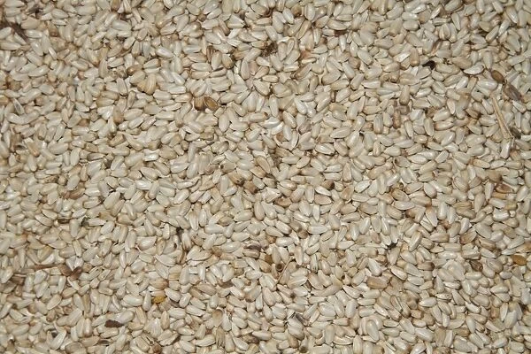 Safflower seed for bird feeding. Safflower is a very good seed for bird feeding and has the added benefit that it is not well liked by squirrels. Note this is USA  /  North American bird feed