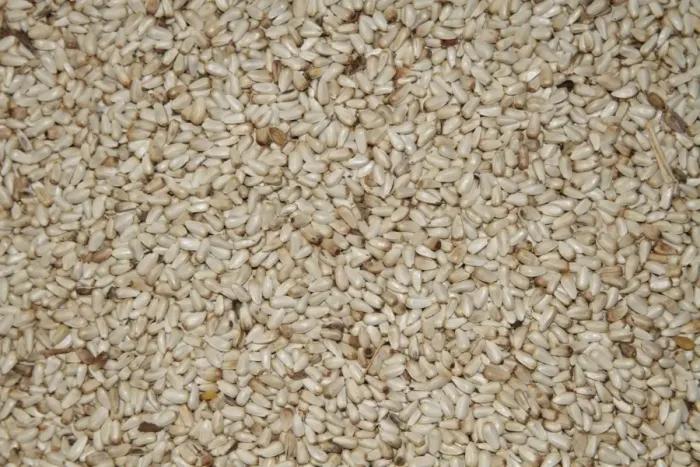 Framed Print : Safflower seed for bird feeding. Safflower is a very good seed for bird feeding and has the added benefit that it is not well liked by squirrels. Note this is USA / North American bird feed Framed Print : Safflower seed for bird feeding. Safflower is a very good seed for bird feeding and has the added benefit that it is not well liked by squirrels. Note this is USA / North American bird feed