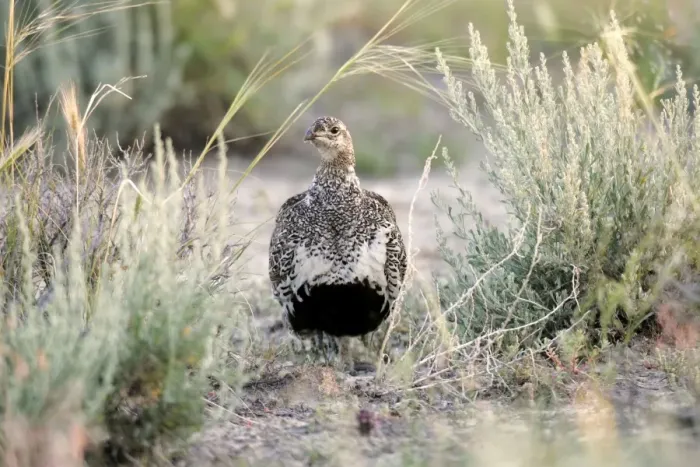 Framed Print : Sage Grouse Framed Print : Sage Grouse