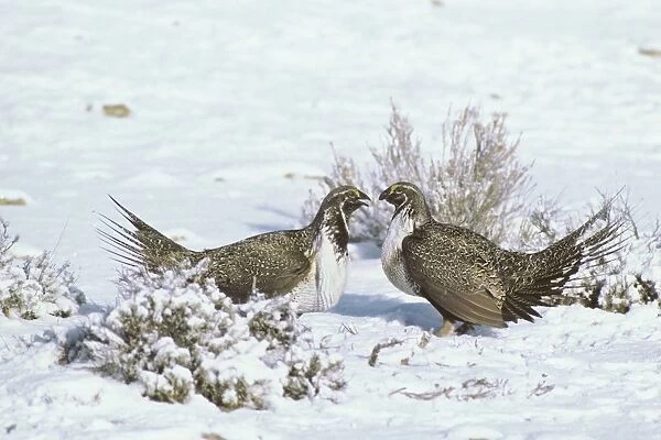 Sage Grouse - two male confront one another over territory on a lek during spring mating season. Western U. S. A. BG313