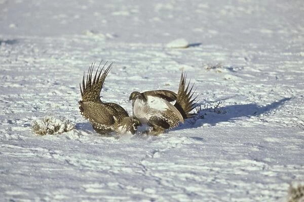Sage Grouse - two male fight over territory on a lek during spring mating rituals. Western U. S. A. BG193