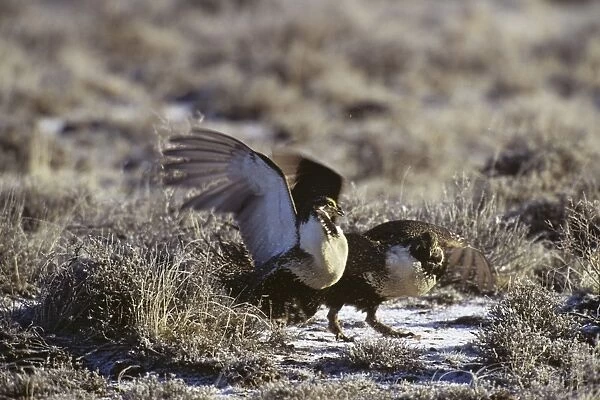 sage grouse - two male slap wings (fight) over territory on a lek during spring mating rituals. Western U. S. A B6015