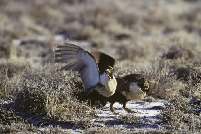 Framed Print : sage grouse - two male slap wings (fight) over territory on a lek during spring mating rituals. Western U. S. A B6015 Framed Print : sage grouse - two male slap wings (fight) over territory on a lek during spring mating rituals. Western U. S. A B6015