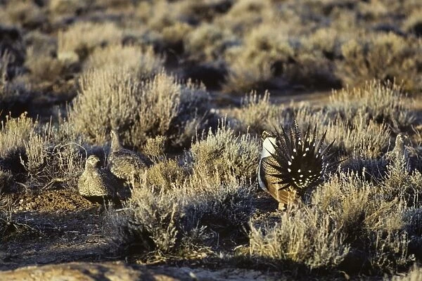 Sage Grouse - male strutting before several hens on lek, March. Western U. S. A. BG32