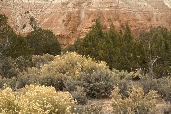 Sagebrush high desert land at Kodachrome Basin State Park, Utah