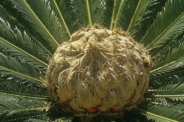 Sago Palm - fruit