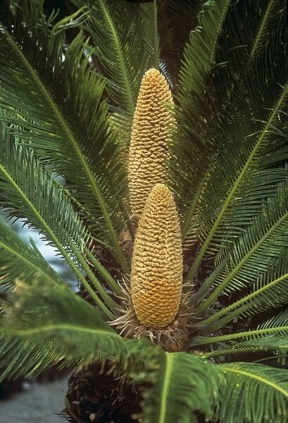 Sago Palm - male in flower