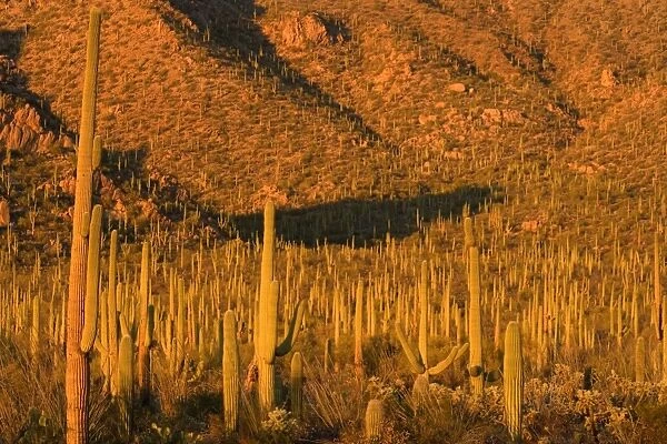 Saguaro Cacti Forest - sonoran desert plant community - sunset - Saguaro National Park, Arizona, USA
