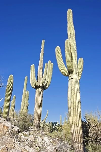 Saguaro Cacti - in rocky and hilly landscape setting - Record height: 78 feet - Average mature height: 18 to 30 feet, but often reach heights of 50 to 60 feet - Weighs about 80 pounds per foot - Grows their first arms at around 12 feet in height or
