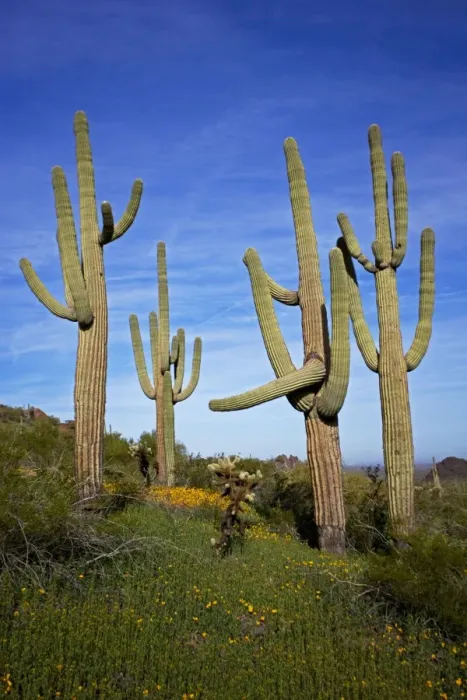 Framed Print : Saguaro Cacti - Showing Mexican Gold poppies blooming (Eschscholtzia mexicana) - Record height: 78 feet - Average mature height: 18 to 30 feet, but often reach heights of 50 to 60 feet - Weighs about 80 pounds per foot - Grows their first arms Framed Print : Saguaro Cacti - Showing Mexican Gold poppies blooming (Eschscholtzia mexicana) - Record height: 78 feet - Average mature height: 18 to 30 feet, but often reach heights of 50 to 60 feet - Weighs about 80 pounds per foot - Grows their first arms