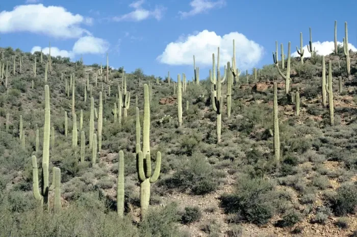 Framed Print : Saguaro Cactus Framed Print : Saguaro Cactus