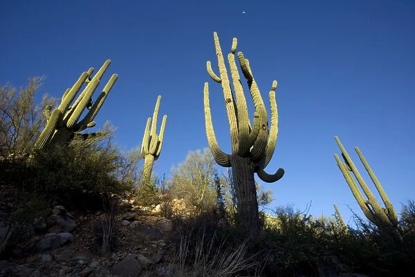 Saguaro Cactus (Carnegiea gigantea) - Sonoran Desert - Arizona - Unusual perspective photographed with wide angle lens - Record height: 78 feet - Average mature height: 18 to 30 feet