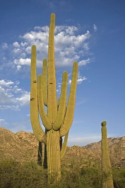 Saguaro Cactus (Carnegiea gigantea) - Sonoran Desert - Arizona - Record height: 78 feet - Average mature height: 18 to 30 feet, but often reach heights of 50 to 60 feet - Weighs about 80 pounds per foot - Grows their first arms at around 12 feet in