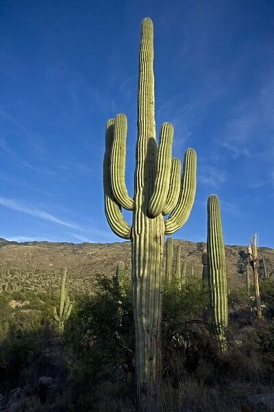 Saguaro Cactus (Carnegiea gigantea) - Sonoran Desert Arizona - Record height: 78 feet - Average mature height: 18 to 30 feet, but often reach heights of 50 to 60 feet - Weigh about 80 pounds per foot - grow their first arms at around 12 feet in