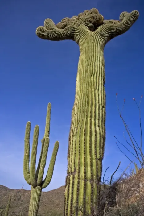 Framed Print : Saguaro Cactus (Carnegiea gigantea) - Cristate Form - Sonoran Desert - Arizona - Cristate form may be a genetic variant and occurs in about one in two hundred thousand individuals - Record height: 78 feet - Average mature height: 18 to 30 feet Framed Print : Saguaro Cactus (Carnegiea gigantea) - Cristate Form - Sonoran Desert - Arizona - Cristate form may be a genetic variant and occurs in about one in two hundred thousand individuals - Record height: 78 feet - Average mature height: 18 to 30 feet