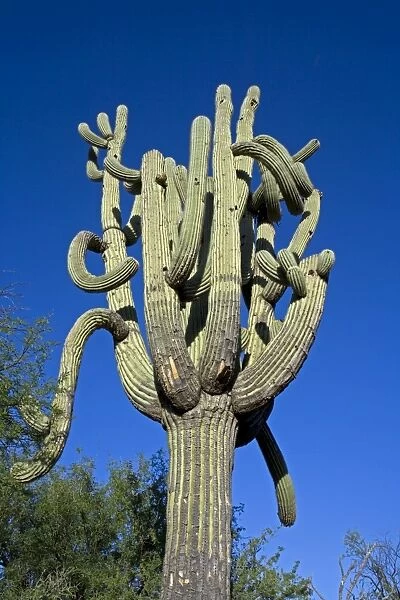 Saguaro Cactus (Carnegiea gigantea) - Sonoran Desert Arizona - Record height: 78 feet - Average mature height: 18 to 30 feet, but often reach heights of 50 to 60 feet - Weigh about 80 pounds per foot - grow their first arms at around 12 feet in