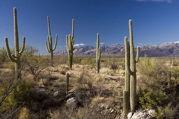 Saguaro cactus Carnegiea gigantea in the Saguaro National Park (east section), Arizona