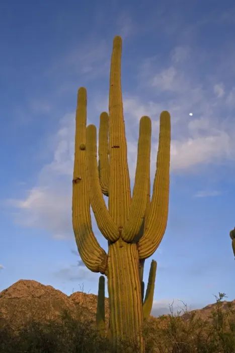 Framed Print : Saguaro Cactus (Carnegiea gigantea) - Sonoran Desert - Arizona - Record height: 78 feet - Average mature height: 18 to 30 feet, but often reach heights of 50 to 60 feet - Weighs about 80 pounds per foot - Grows their first arms at around 12 feet in Framed Print : Saguaro Cactus (Carnegiea gigantea) - Sonoran Desert - Arizona - Record height: 78 feet - Average mature height: 18 to 30 feet, but often reach heights of 50 to 60 feet - Weighs about 80 pounds per foot - Grows their first arms at around 12 feet in