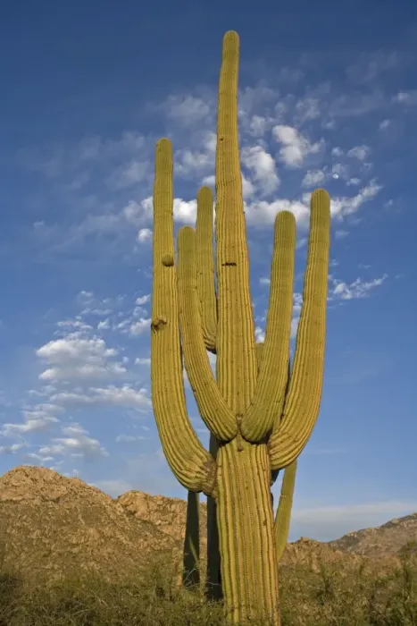 Framed Print : Saguaro Cactus (Carnegiea gigantea) - Sonoran Desert - Arizona - Record height: 78 feet - Average mature height: 18 to 30 feet, but often reach heights of 50 to 60 feet - Weighs about 80 pounds per foot - Grows their first arms at around 12 feet in Framed Print : Saguaro Cactus (Carnegiea gigantea) - Sonoran Desert - Arizona - Record height: 78 feet - Average mature height: 18 to 30 feet, but often reach heights of 50 to 60 feet - Weighs about 80 pounds per foot - Grows their first arms at around 12 feet in