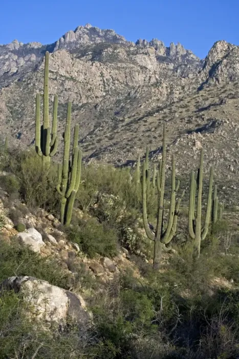 Framed Print : Saguaro Cactus (Carnegiea gigantea) - Sonoran Desert - Arizona - Record height: 78 feet - Average mature height: 18 to 30 feet, but often reach heights of 50 to 60 feet - Weighs about 80 pounds per foot - Grows their first arms at around 12 feet in Framed Print : Saguaro Cactus (Carnegiea gigantea) - Sonoran Desert - Arizona - Record height: 78 feet - Average mature height: 18 to 30 feet, but often reach heights of 50 to 60 feet - Weighs about 80 pounds per foot - Grows their first arms at around 12 feet in