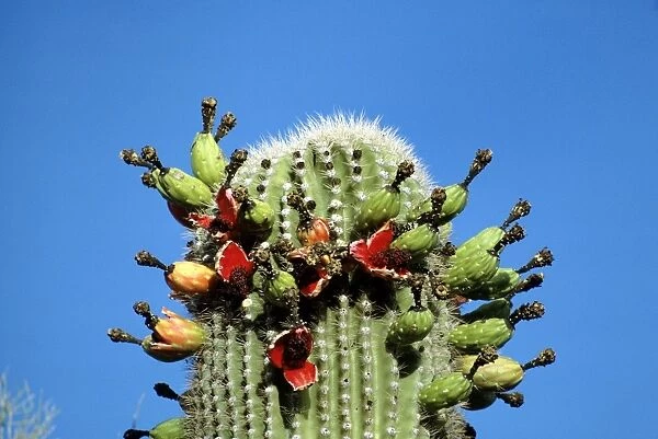 Saguaro Cactus - in fruit