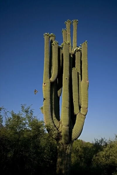Saguaro Cactus - with Gila woodpecker (Melanerpes uropygialis) in flight landing - Sonoran Desert - Arizona - USA