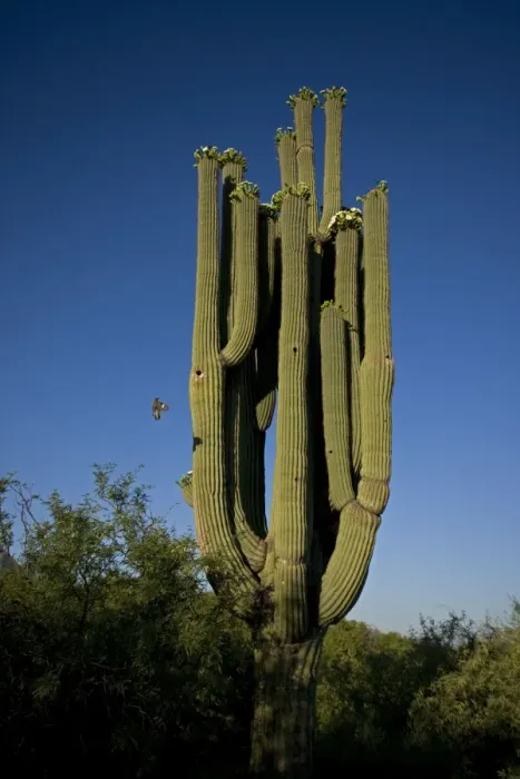 Framed Print : Saguaro Cactus - with Gila woodpecker (Melanerpes uropygialis) in flight landing - Sonoran Desert - Arizona - USA