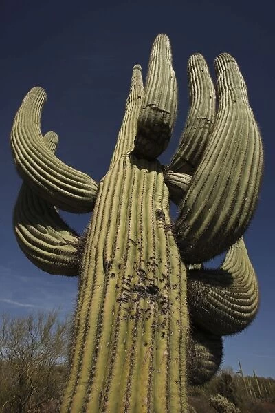 Saguaro Cactus - with illegal shotgun holes - Sonoran Desert Arizona - USA
