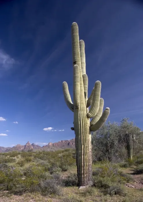 Framed Print : Saguaro Cactus - Organ Pipes National Monument