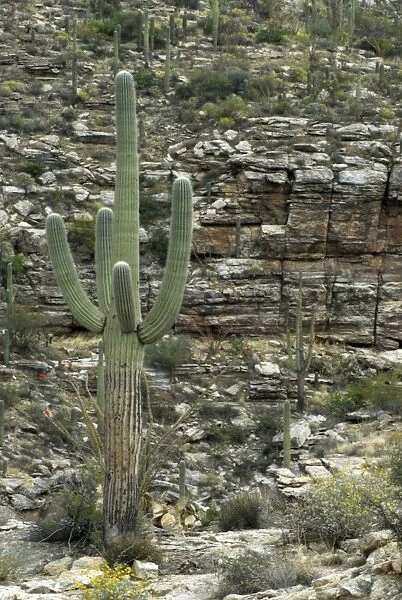 Saguaro cactus Against rocky background Saguaro National Park, Arizona